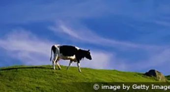 O monge e a vaca